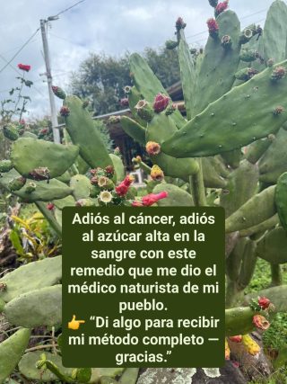 Nopal o Cactus Conocida Como Planta De la Vida