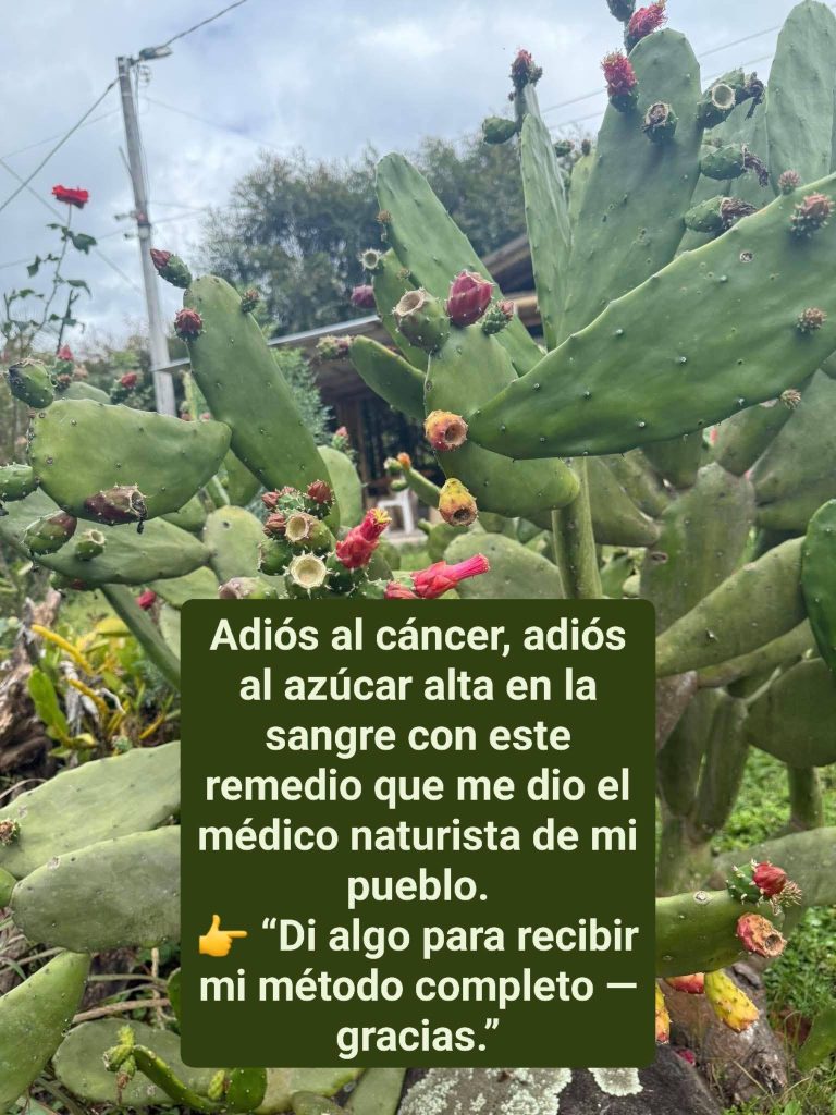 Nopal o Cactus Conocida Como Planta De la Vida