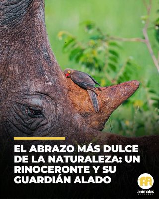 Dos amigos improbables atrapados en el abrazo más dulce de la naturaleza